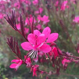 Gaura rose (vivace !)
