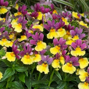 Nemesia jaune & mauve