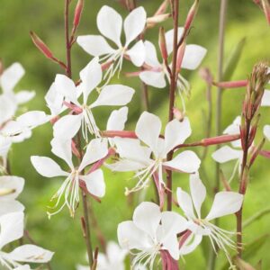 Gaura blanc (vivace !)