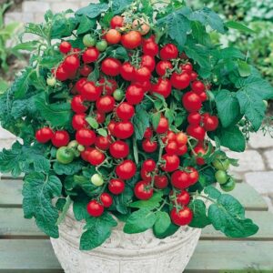 Tomate cerise rouge "balcons/terrasses"